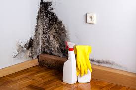 Trusted Lake Hopatcong, NJ Mold Removal Experts